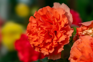 The flower in the garden