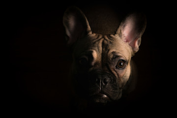 Portrait of a young puppy of french bulldog