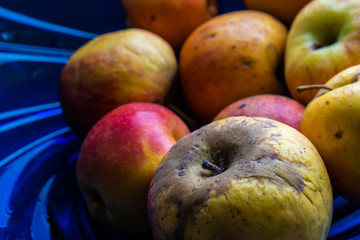 rotten apples lie in a blue cup