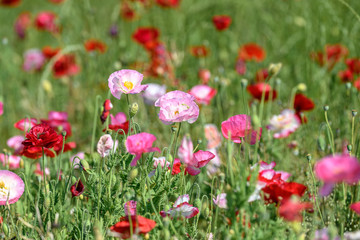 Obraz na płótnie Canvas multicolor field of poppies flowers