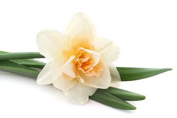 One white daffodil.