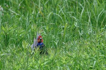 Japanese green Pheasant in the grass portrait