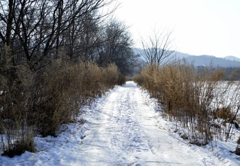 Snowy trail with dry sagebrush to the forest on a winter day