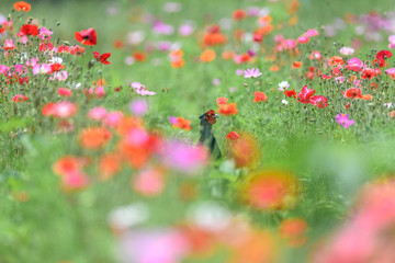 Obraz na płótnie Canvas Japanese green Pheasant in a flowers field portrait
