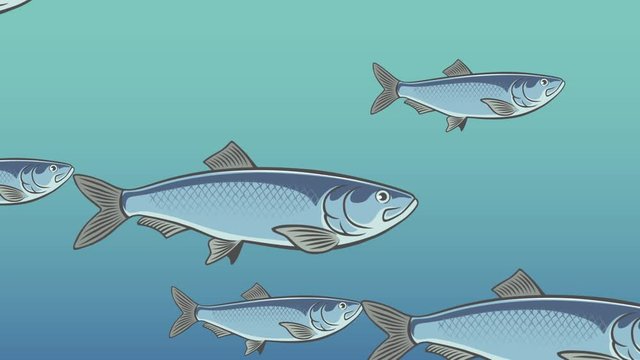 fish herring