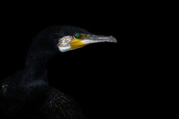 Great cormorant portrait with black background