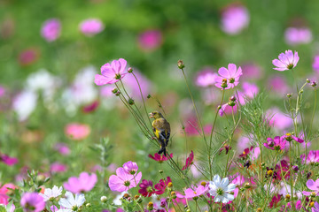 Oriental greenfinch in a multicolor cosmos flower field