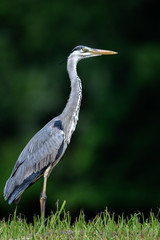 Grey heron portrait
