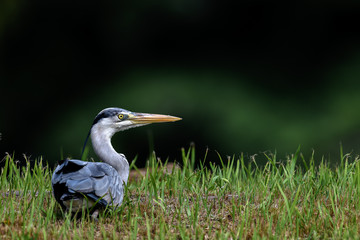 Grey heron portrait