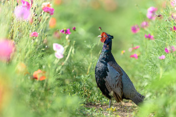 Japanese green Pheasant in a flowers field portrait
