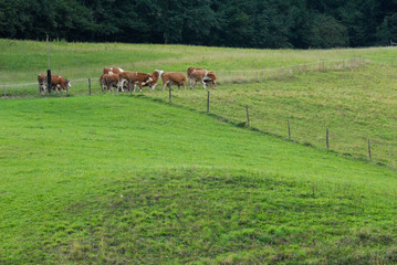 Fototapeta premium Austrian landscape near Graz