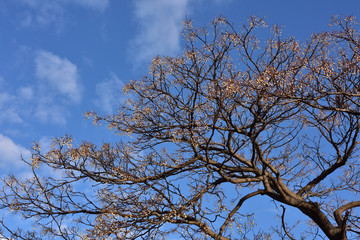 日本の岡山の散歩の風景