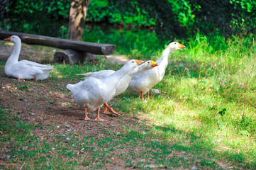 Ducks walk on grass. Ducks walking. Two ducks portrait. Two ducks walk. Close-up