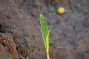 close up of a green corn leaf with morning water drop on corn plant in agriculture filed with blur sandy backgrounds