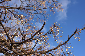 日本の岡山の散歩の風景