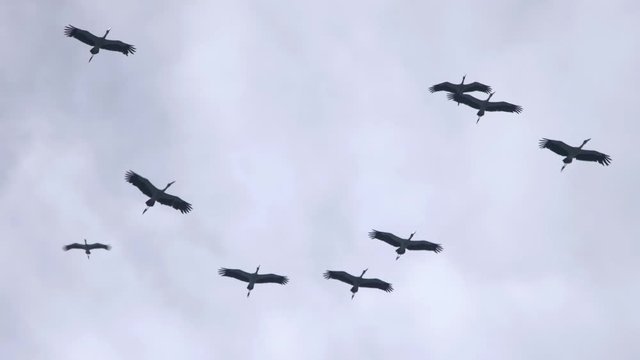 Flock of Asian Openbill birds in blue sky