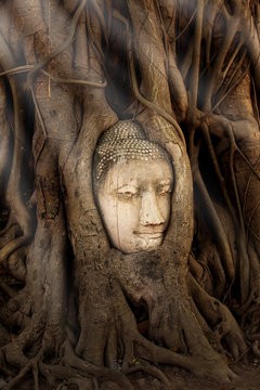Buddha head overgrown by the roots of Bodhi tree.