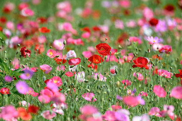 multicolor field of poppies and cosmos flowers - 321790590