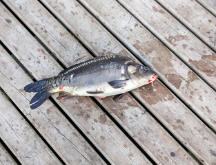 Freshly caught fish carp from the pond, lying on the wooden deck  closeup