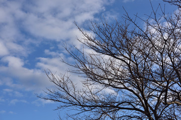 日本の岡山の散歩の風景