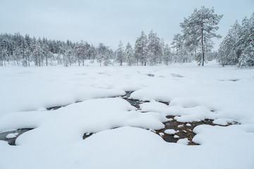 Winter beautiful landscape with trees covered with hoarfrost