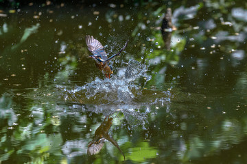 flying and diving kingfisher