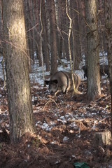 Herd of wild boars with cubs is looking for food in the winter forest