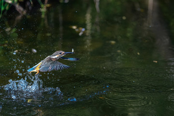 flying and diving kingfisher