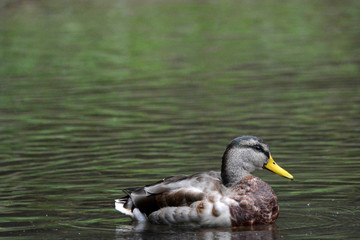 animals in a mountain lake in Styria, Austria