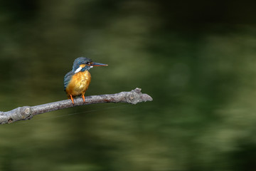 Kingfisher on a branch close up portrait