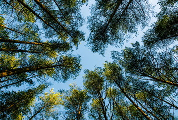 Fototapeta premium Trees and blue sky