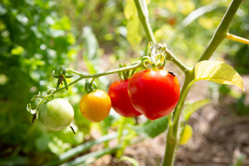 Detail of partly ripe Cherry Tomatoes in a sunny vegetable garden.