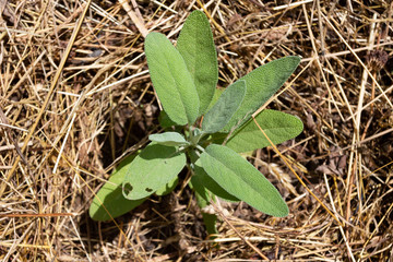 Sage, Kitchen sage, Small Leaf Sage, Garden Sage - Salvia officinalis, growing in a mulch bedding of dried straw.