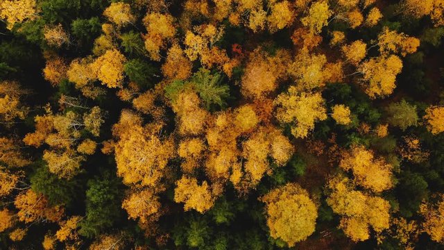 Top view drone flying above amazing lush green and yellow treetops, beautiful warm atmospheric autumn forest landscape.
