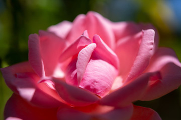 Detail of the petals of a Rose flower softly lit by the summer sun,