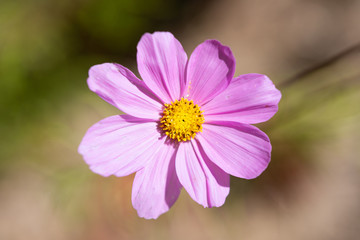 Top view of a pink colored flower of the Garden or Mexican Cosmos - Cosmos bipinnatus - on a blurry background.