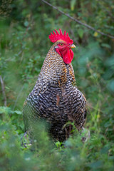 Front view of a free range Plymouth Rock chicken rooster in green foliage.
