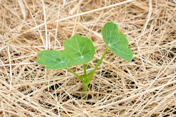 A baby Garden nasturtium, Indian cress, or monks cress sprout - Tropaeolum majus, growing in hay or straw.