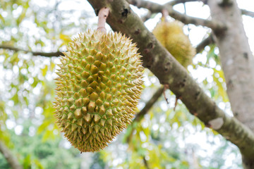 Organic Durian fruit fresh on tree at harvest agricultural garden of Thailand. Durians is king of fruits, asian fruit of tropical. Delicious food smell tasty