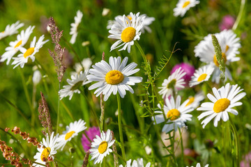 Closeup of a natural meadow with spring flowers like Daisies and Red Clover in the early morning sunlight.