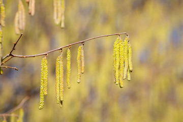 Catkins containing the male flowers of the Hazelnut tree - Corylus in a spring sunshine.