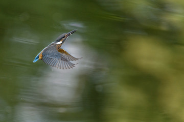 Flying kingfisher