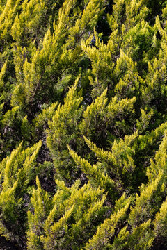 Leaves of the Golden Monterey Cypress - Cupressus macrocarpa Goldcrest. .