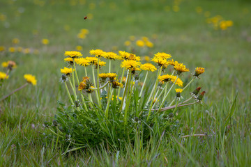 Yellow flowering Dandelions - Taraxacum officinale - in a field.