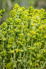 Side view of a flowering Smooth Bedstraw or Crosswort - Cruciata laevipes.