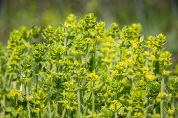 Side view of a flowering Smooth Bedstraw or Crosswort - Cruciata laevipes.