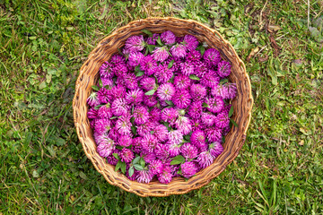 Harvested flower heads of Red Clover - Trifolium pratense in a old-fashioned rush basket in a green meadow. Seen from above.