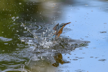 flying and diving kingfisher