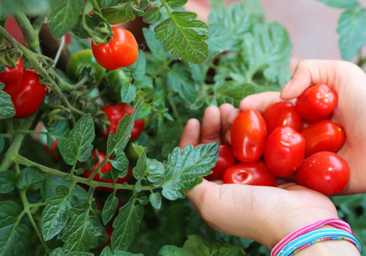girl collecting red ripe tomatoes from the plant