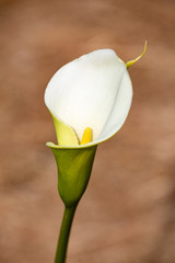 Close up of chalice flower of the Calla lily or Arum lily - Zantedeschia aethiopica, on a brown blurry background.